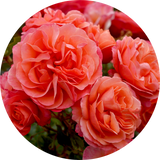 Fragrant Roses