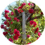 Climbing Roses