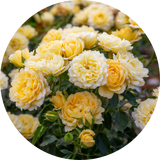 Long Flowering Period