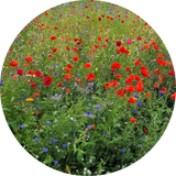 Wildflower Seeds