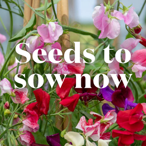 Sow Now