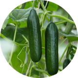 Cucumbers