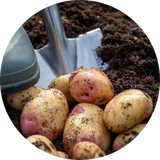 Seed Potatoes