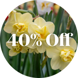 40% off Spring Bulbs