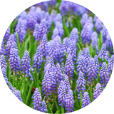 Muscari