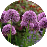Allium