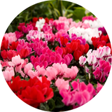 Cyclamen