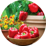 Sweet Pepper Seeds