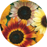 Sunflower Seeds