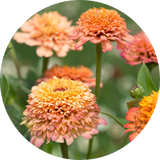 Zinnias