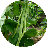 Runner Beans