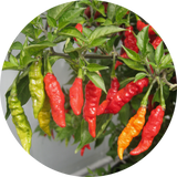 Chilis