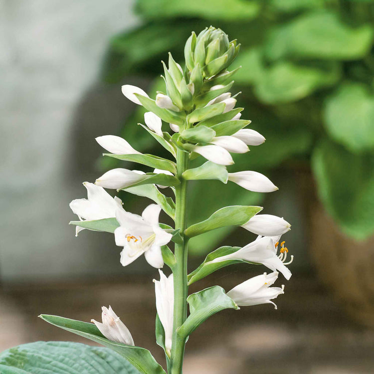 Hosta Slug Resistant Collection