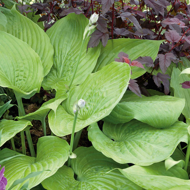 Hosta Slug Resistant Collection