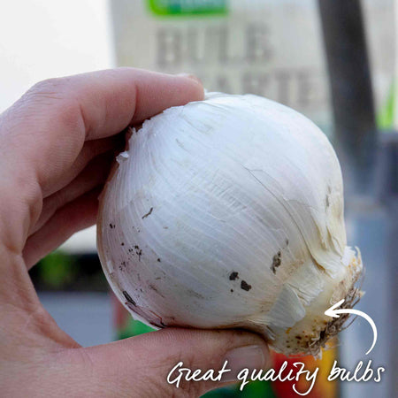 Allium Bulbs 'Globemaster'