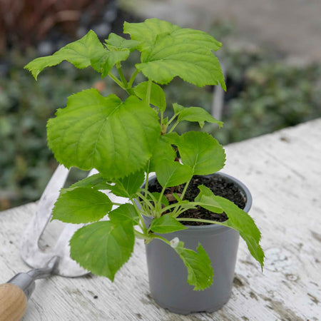 Hydrangea Plant 'Petiolaris'