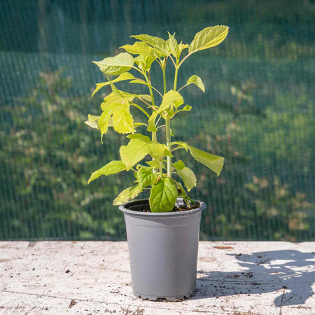 Hydrangea Plant 'Annabelle'