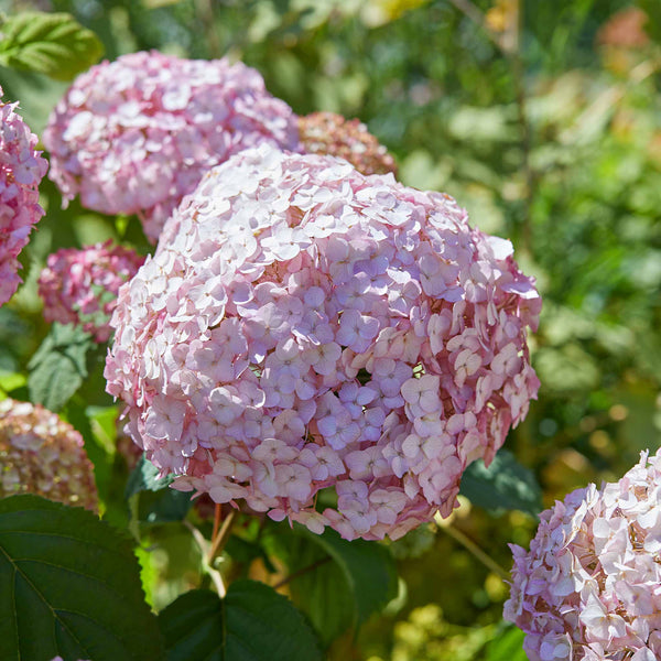Hydrangea 'Candybelle Bubblegum'