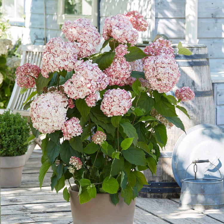 Hydrangea 'Candybelle Bubblegum'