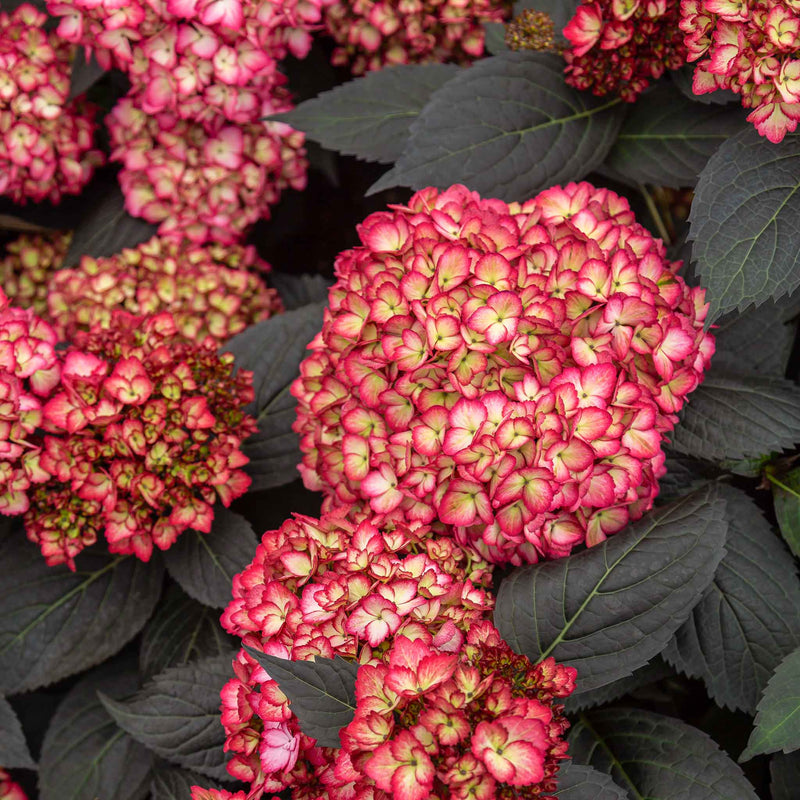 Hydrangea 'Eclipse First Edition'