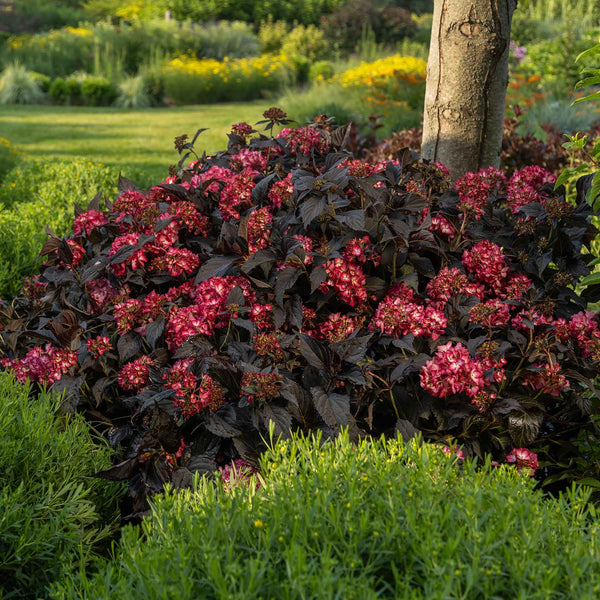 Hydrangea 'Eclipse First Edition'