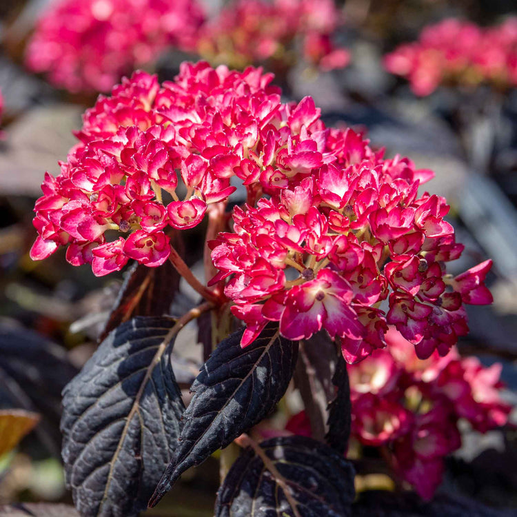 Hydrangea 'Eclipse First Edition'