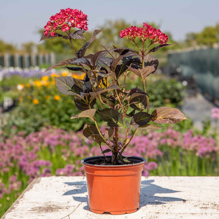 Hydrangea 'Eclipse First Edition'