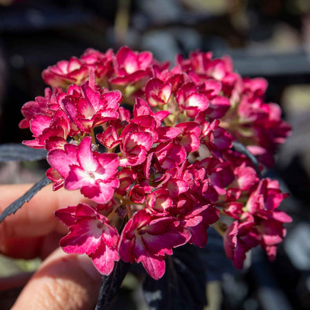 Hydrangea 'Eclipse First Edition'