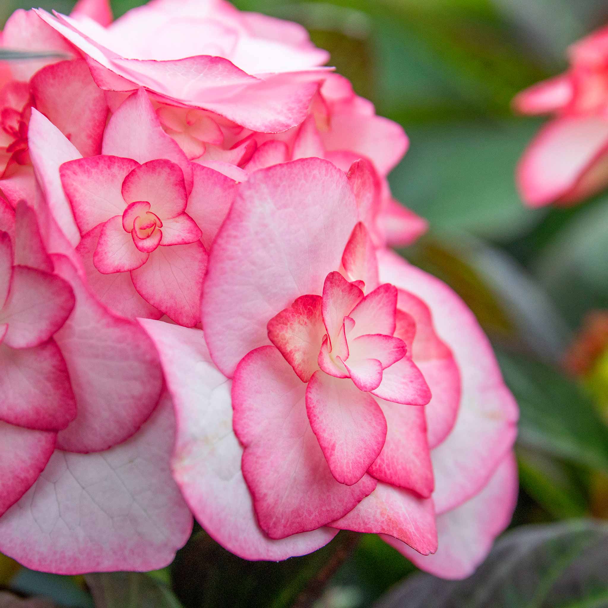 Hydrangea macrophylla Plant 'Miss Saori' | Marshalls Garden
