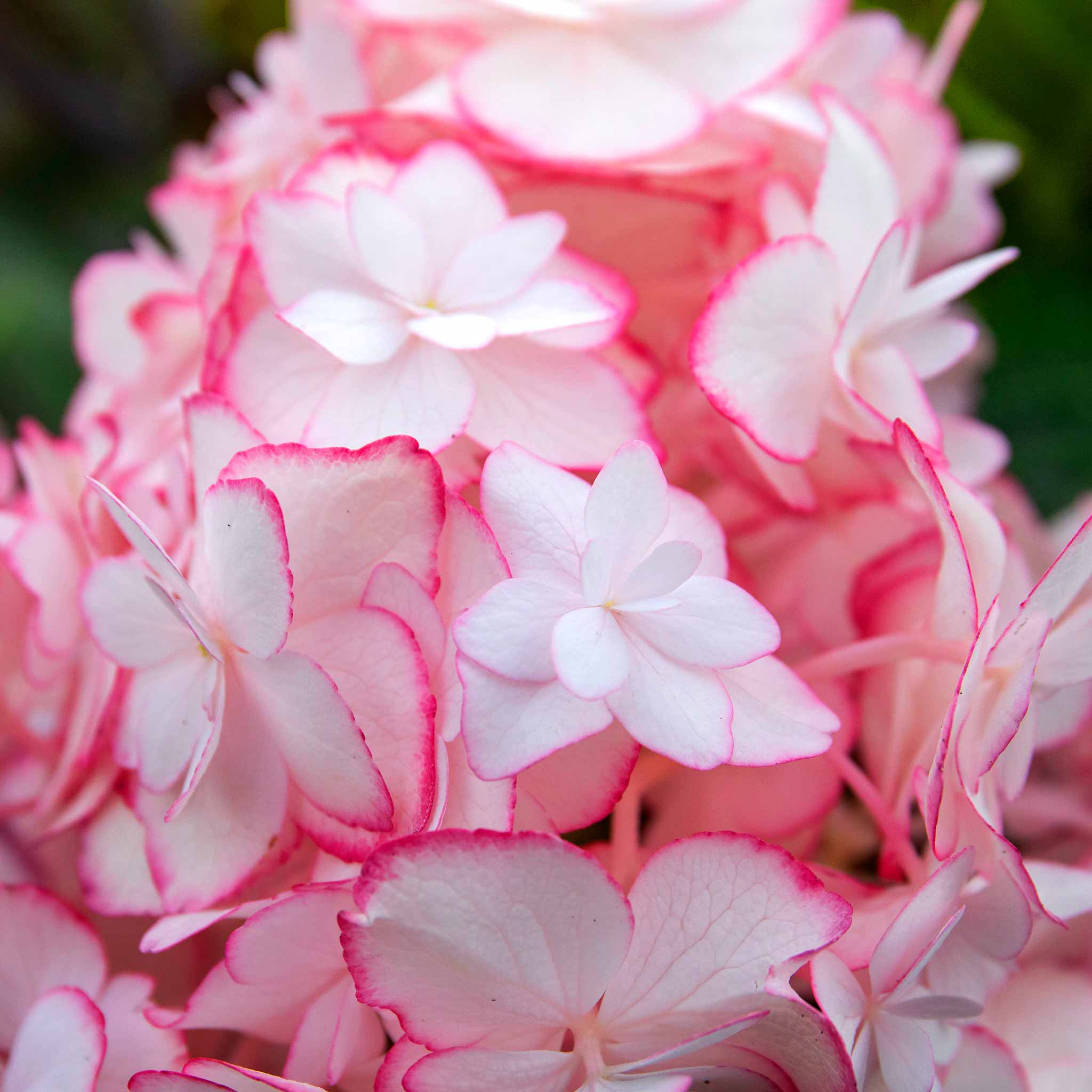 Hydrangea macrophylla Plant 'Miss Saori' | Marshalls Garden