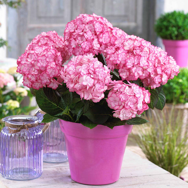 Hydrangea macrophylla 'Miss Saori'