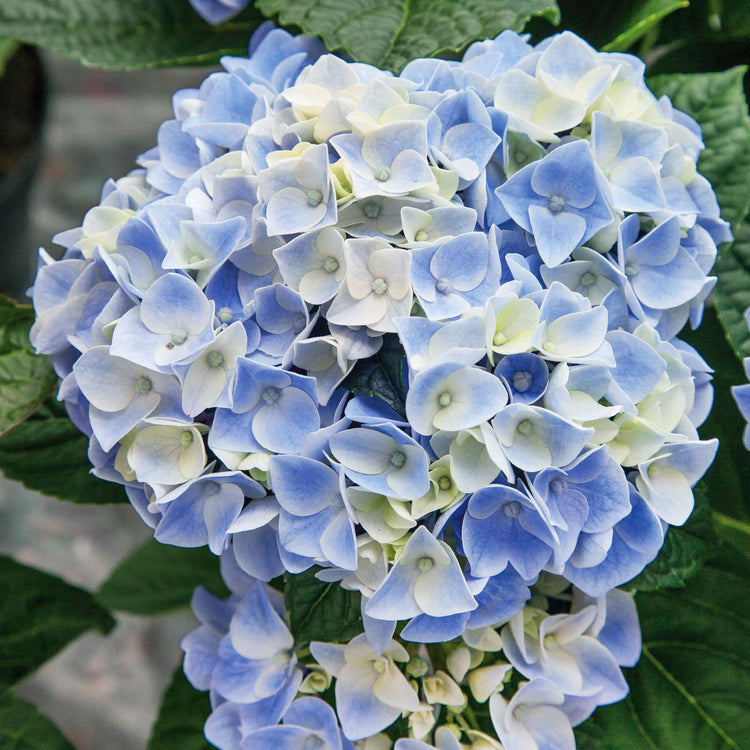 Hydrangea 'My Beautiful Diva'
