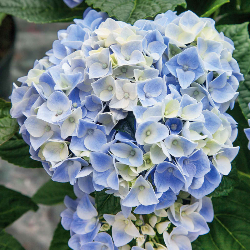 Hydrangea 'My Beautiful Diva'