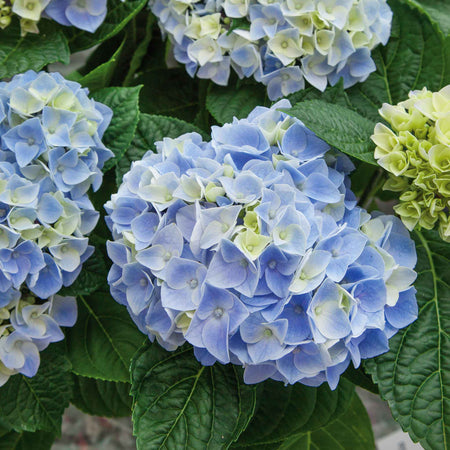 Hydrangea 'My Beautiful Diva'