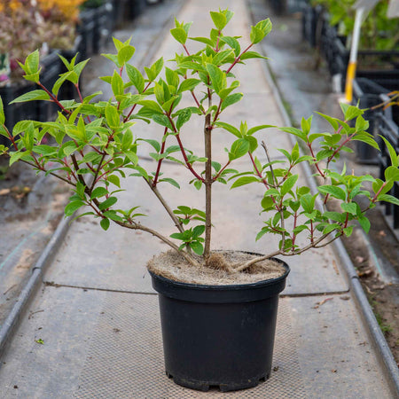Hydrangea paniculata 'Sundae Fraise'