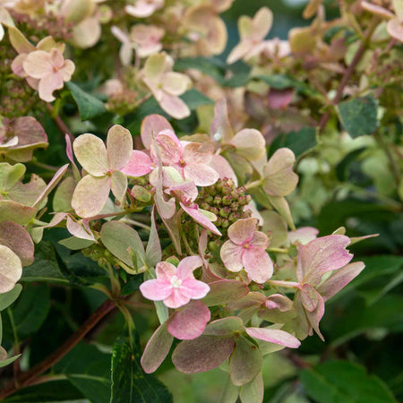 Hydrangea Plant 'Polestar'