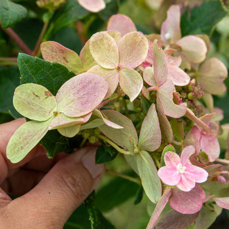 Hydrangea Plant 'Polestar'
