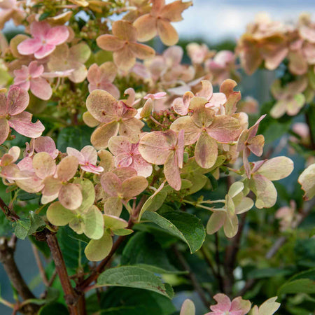 Hydrangea Plant 'Polestar'