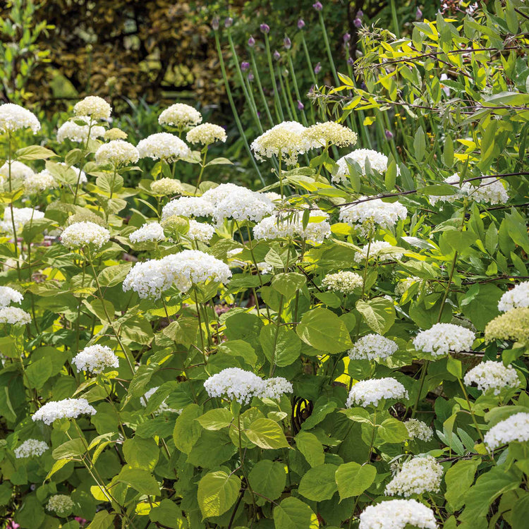 Hydrangea 'Strong Annabelle'