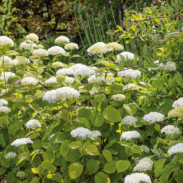 Hydrangea 'Strong Annabelle'