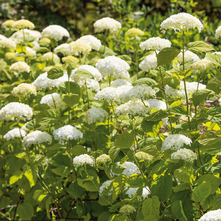 Hydrangea 'Strong Annabelle'