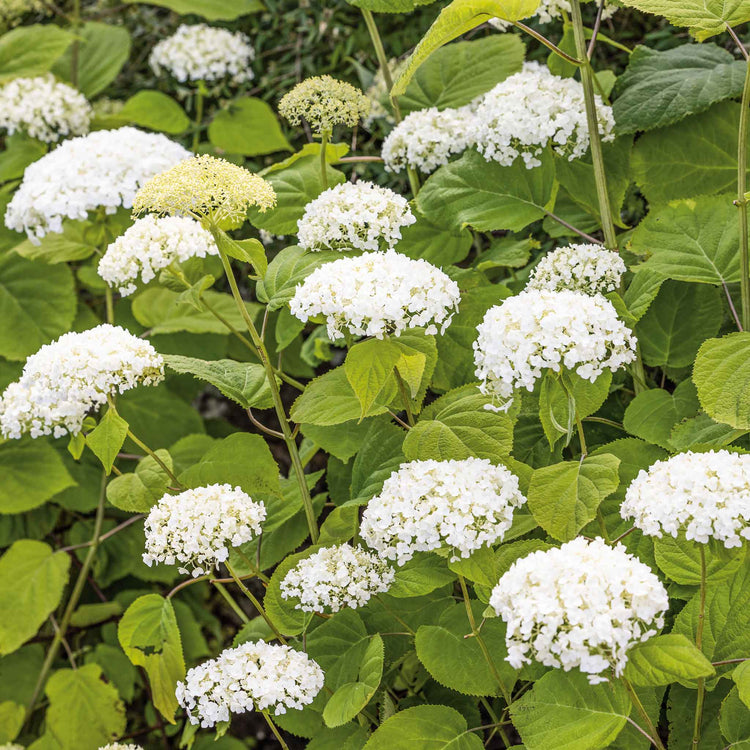 Hydrangea 'Strong Annabelle'