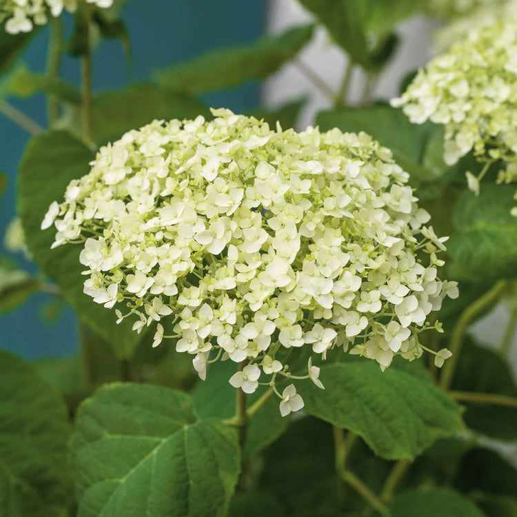 Hydrangea 'Strong Annabelle'