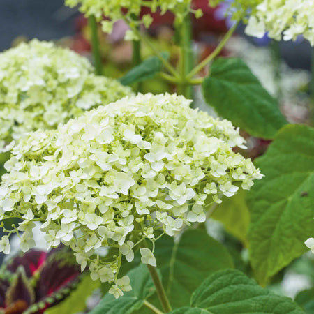 Hydrangea 'Strong Annabelle'