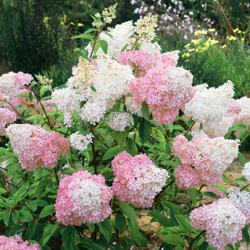 Hydrangea paniculata 'Vanille-Fraise'
