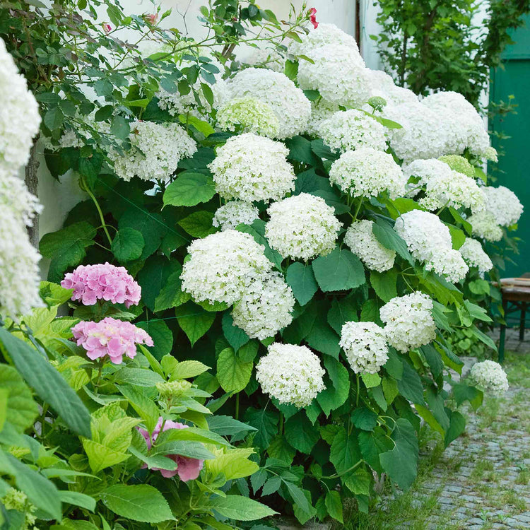 Hydrangea Plant 'Annabelle'