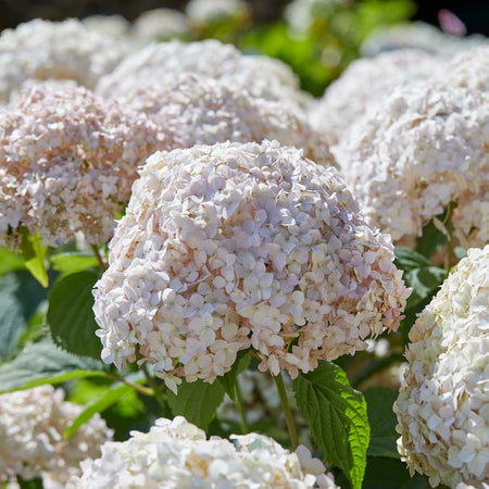 Hydrangea arb. 'Candybelle® Marshmallow'