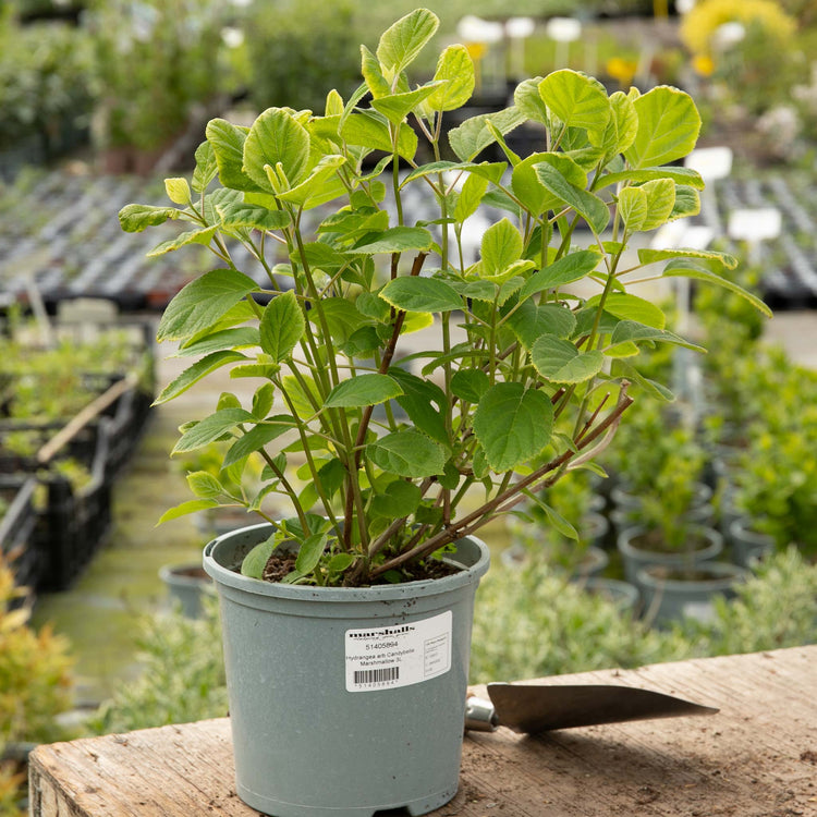 Hydrangea arb. 'Candybelle® Marshmallow'