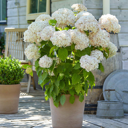 Hydrangea arb. 'Candybelle® Marshmallow'