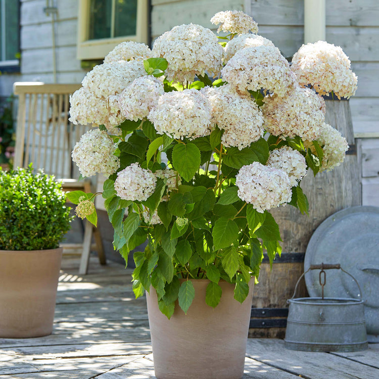 Hydrangea arb. 'Candybelle® Marshmallow'